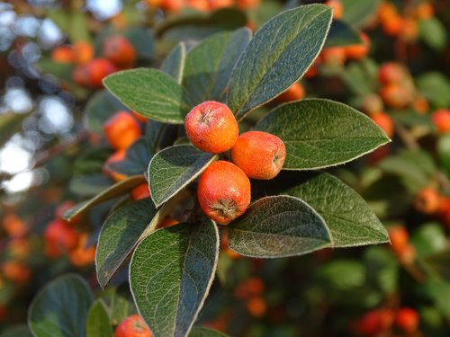 cotoneaster dammeri  berries  leaves