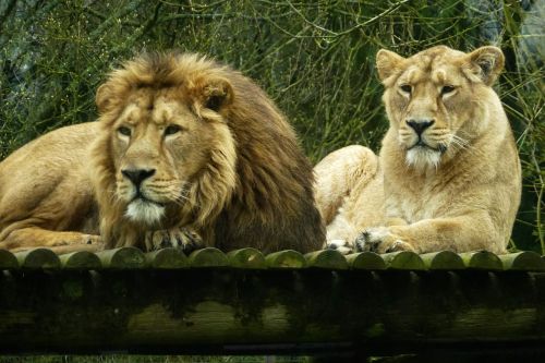 cotswold lions resting