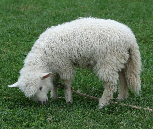 cotswold sheep lamb pet