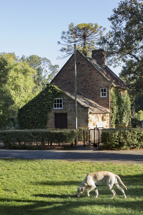 cottage landscape dog