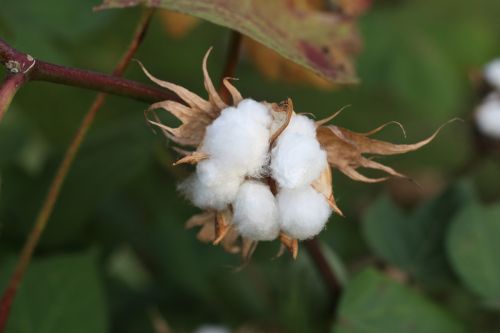 cotton fruit open country