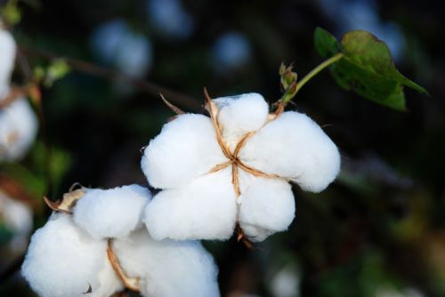 cotton cotton fields snow