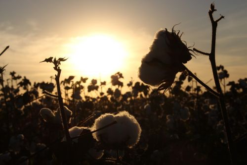 cotton crop field