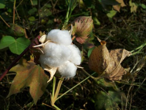 cotton pods fluffy