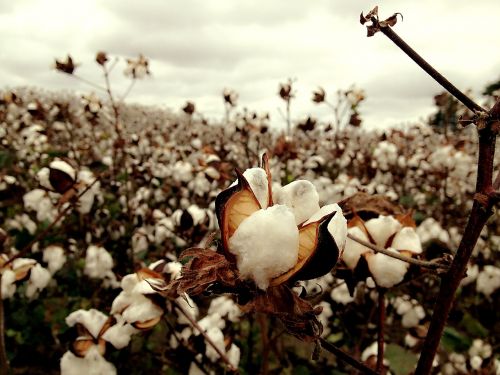cotton field tn