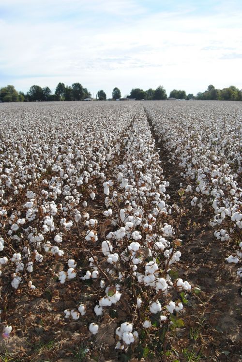 cotton field agriculture