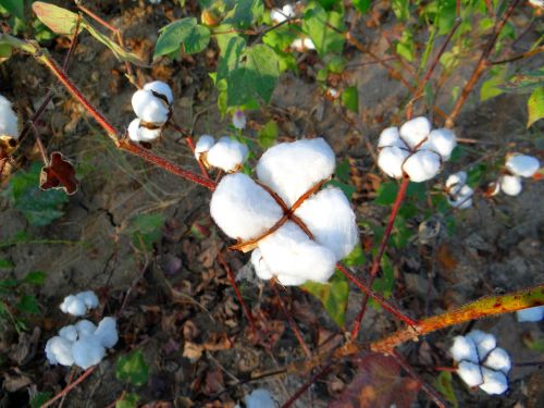 cotton cultivation karnataka