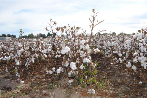 cotton agriculture field