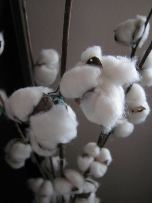 cotton plant white