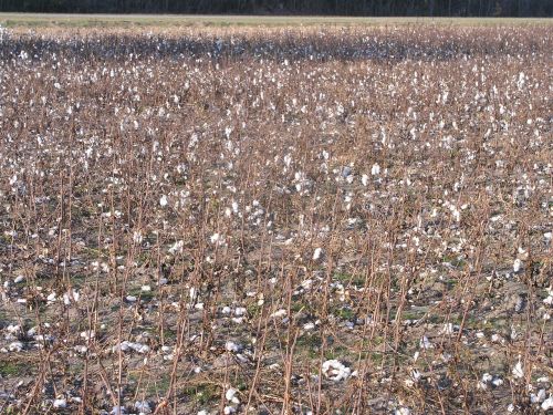 cotton crop plant