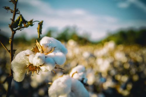 cotton south alabama