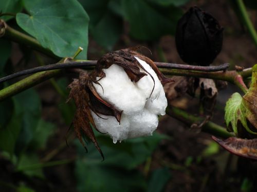 cotton plant close-up