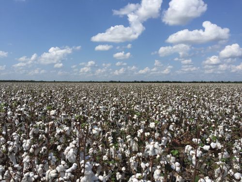 cotton outdoors nature