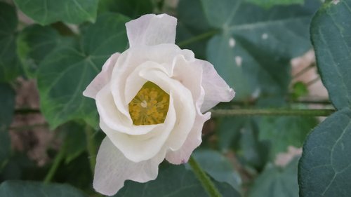 cotton  flower  plant