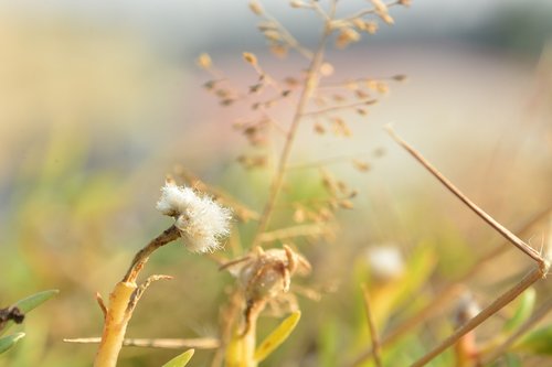 cotton  plant  breeze