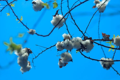 cotton  cotton plant  seed