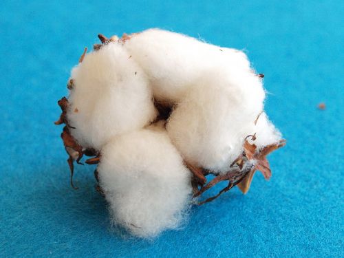 cotton cotton flower wool