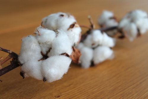 cotton branch cotton plant