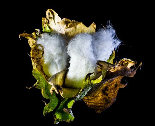 cotton capsule cotton cotton shrub
