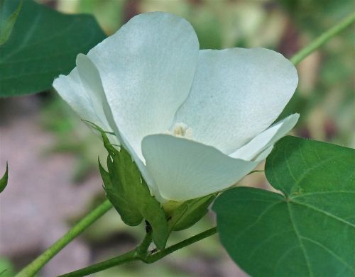 cotton flower cotton flower