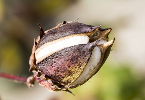 cotton flower nature plant