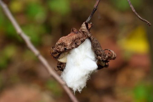 cotton plant  cotton  cotton capsule