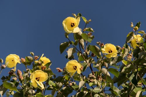 cotton tree hibiscus tiliaceus flowers