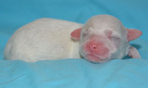 cotton tulear new-born puppy