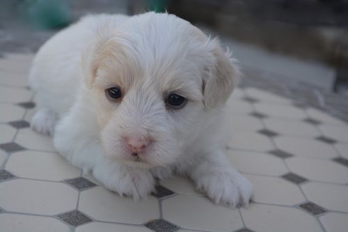cotton tulear puppy dog