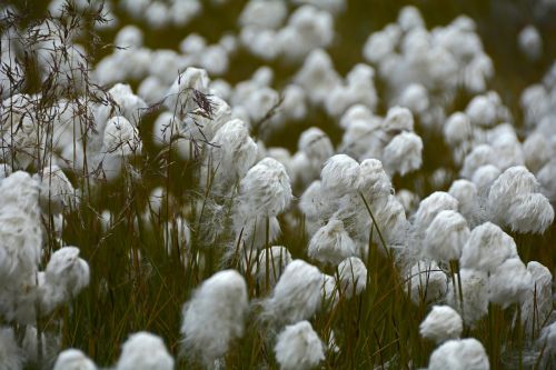 cottongrass plant white