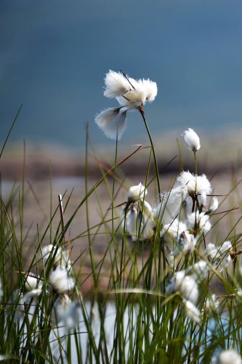 cottongrass grass nature