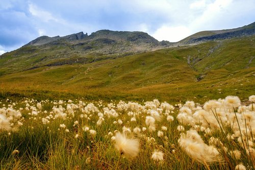 cottongrass  meadow  grass