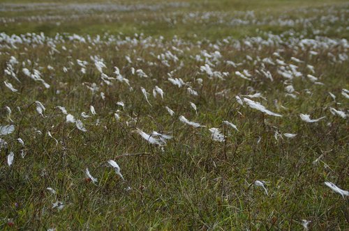 cottongrass  blow  wind