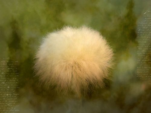 cottongrass scheuchzer wollgras blossom