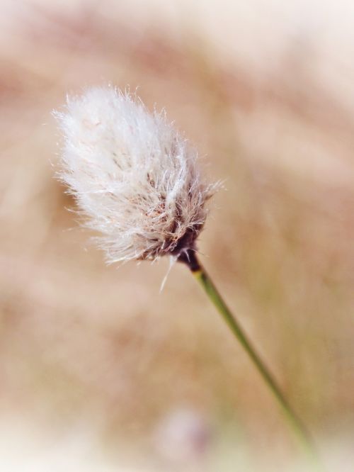 cottongrass plant fluffy