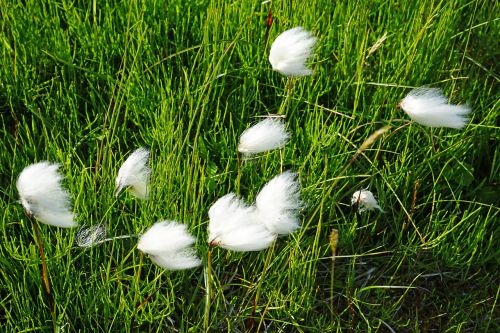 cottongrass iceland woolly