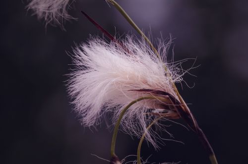 cottongrass plant fluffy