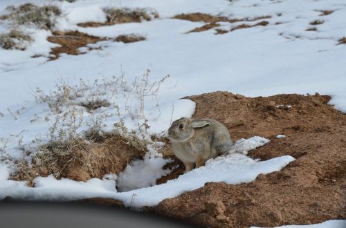 cottontail rabbit bunny animal