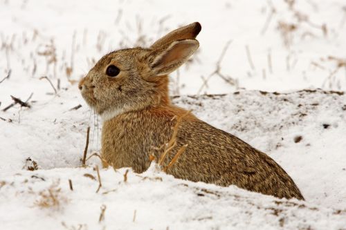 cottontail rabbit hare wildlife
