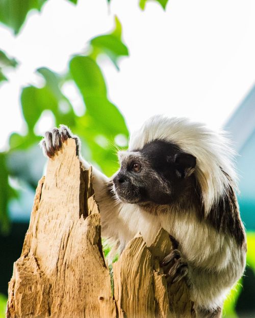 cottontop tamarin liszt-monkey primate
