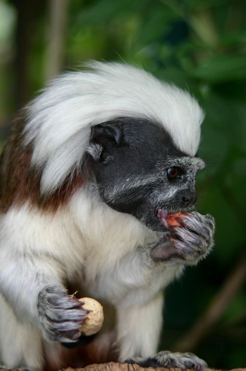 cottontop tamarin monkey animal