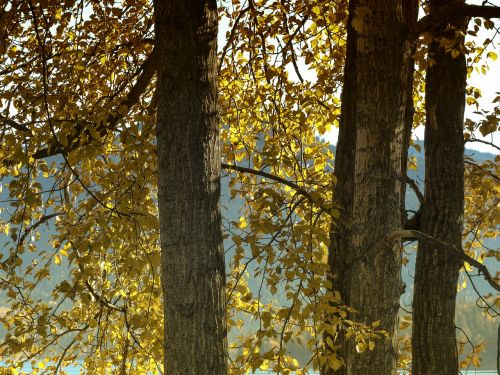 cottonwood tree yellow