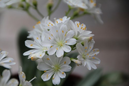 cotyledon  cotyledon white  white flowers