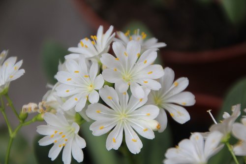 cotyledon  cotyledon white  white flowers