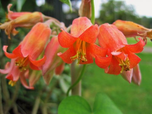 Cotyledon Flowers