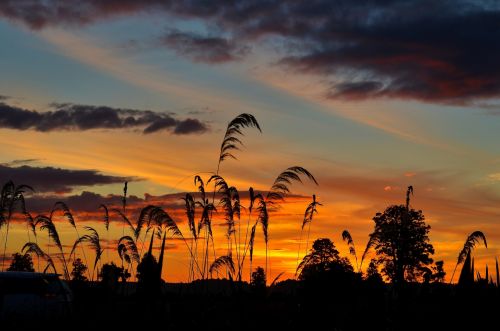 Sunset And Reeds