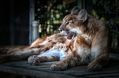 cougar feline animal