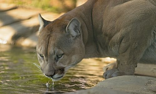 cougar drink water wild