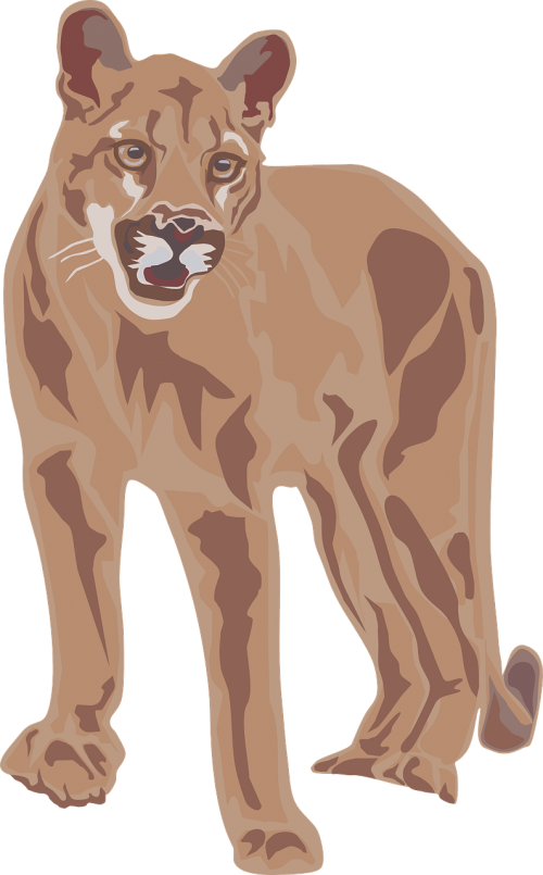 cougar mountain lion