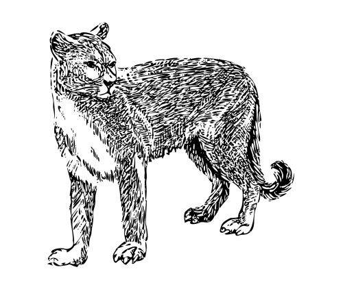 Cougar Illustration Clipart